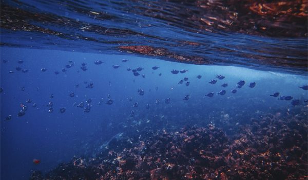 2972buceo_recrea